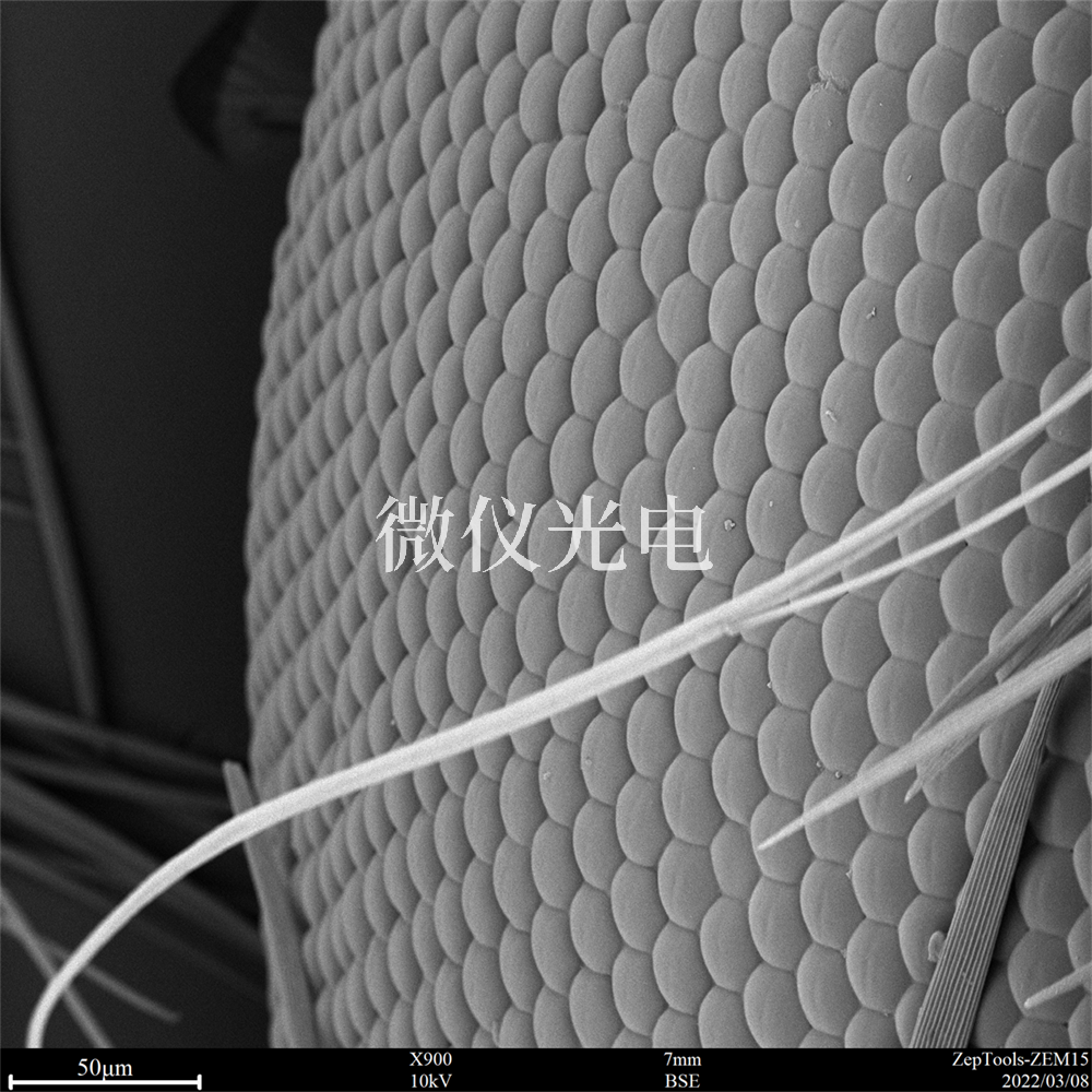 掃描電鏡有沒(méi)有什么局限性？